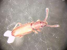 Image of Beetle