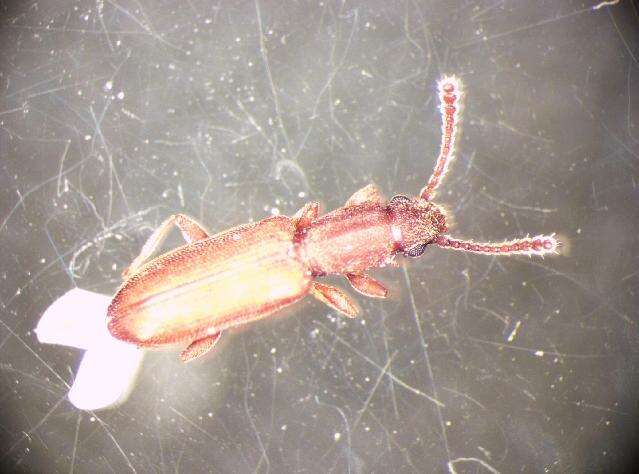 Image of Beetle