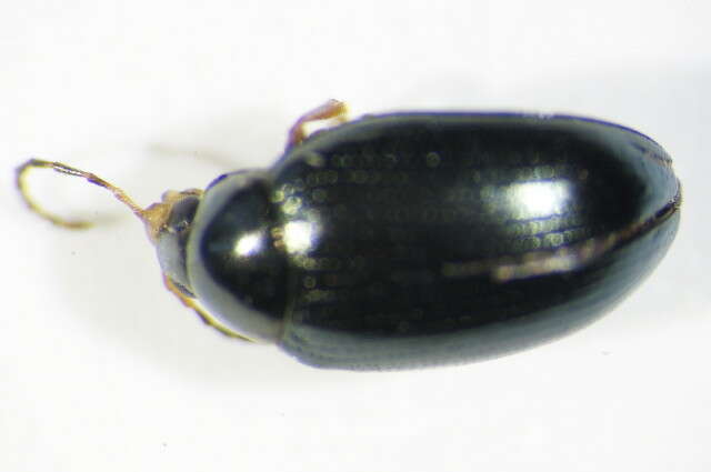 Image of Cabbage-stem flea beetle