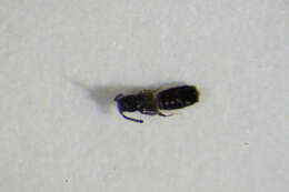 Image of <i>Atheta inquinula</i>