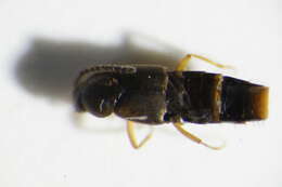 Image of Oxypoda (Oxypoda) acuminata (Stephens 1832)