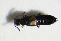 Image of Atheta (Atheta) procera (Kraatz 1856)