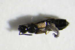 Image of Atheta (Atheta) procera (Kraatz 1856)