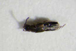 Image of Atheta (Microdota) aegra (Heer 1841)