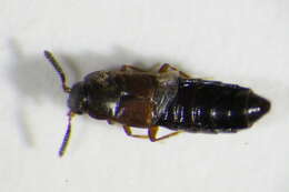 Image of Euryusa (Euryusa) castanoptera Kraatz 1856