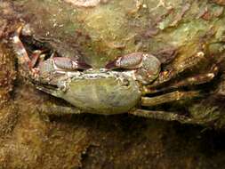 Image of marbled rock crab