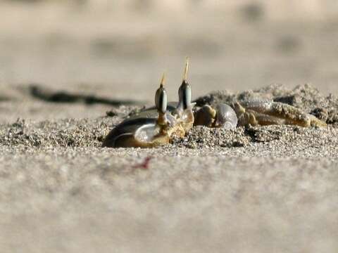 Image of tufted ghost crab