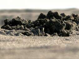 Image of tufted ghost crab