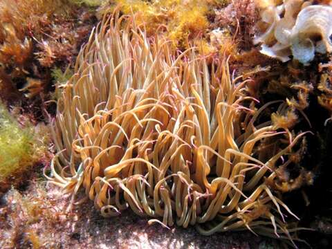 Image of Snakelocks anemone