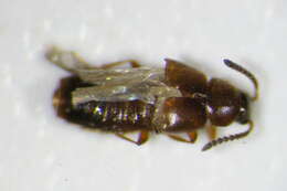 Imagem de <i>Alaobia scapularis</i>