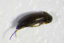 Image of <i>Anaspis mulsanti</i>