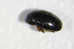 Image of Lamiogethes brunnicornis