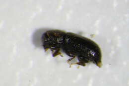 Image of <i>Orthocis pygmaeus</i>