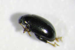 Image of <i>Psylliodes instabilis</i>