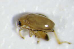 <i>Longitarsus ochroleucus</i> resmi