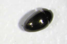 Image of <i>Agriotes ustulatus</i>