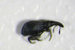 Image of Aizobius sedi