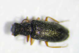 Слика од <i>Danacea pallipes</i>