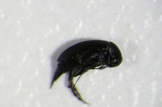 Image of <i>Mordellistena parvuloides</i>