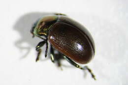 Image of Chrysolina polita