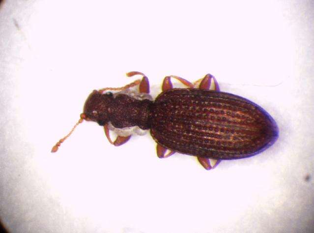 Слика од <i>Dienerella clathrata</i>