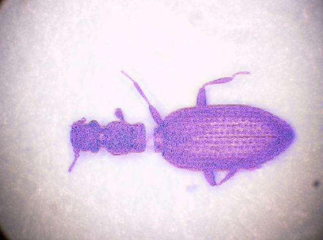 صورة Dienerella elongata