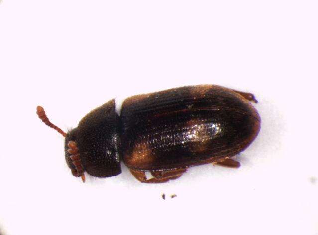 Image of Spotted Hairy Fungus Beetle