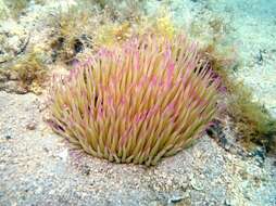 Image of Snakelocks anemone