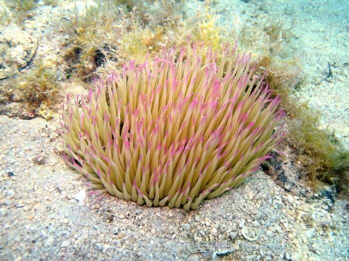 Image of Snakelocks anemone