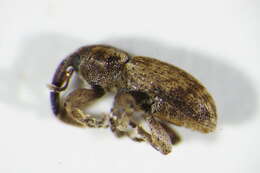 Image of Gilkicker weevil