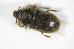 Image of <i>Cyclodinus humilis</i>