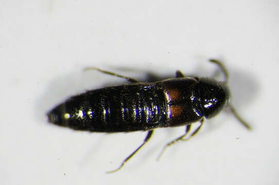 Image of Aleochara (Coprochara) bipustulata (Linnaeus 1760)