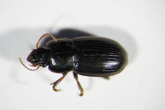 Sivun Harpalus (Harpalus) pumilus Sturm 1818 kuva