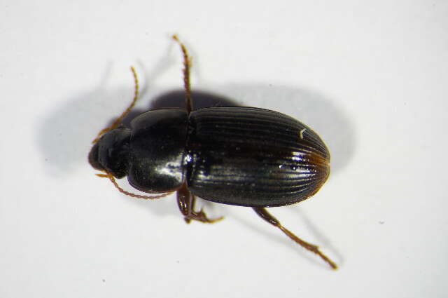 Sivun Harpalus (Harpalus) pumilus Sturm 1818 kuva