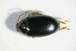 Image of Cabbage-stem flea beetle