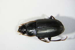 Image de Harpalus (Cryptophonus) melancholicus Dejean 1829