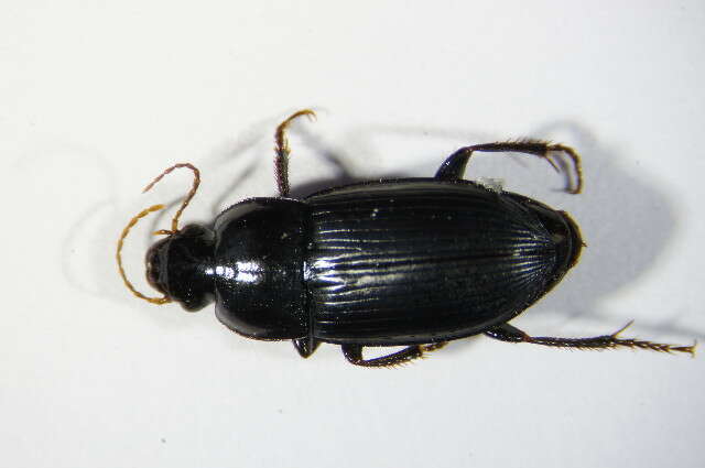 Image de Harpalus (Cryptophonus) melancholicus Dejean 1829