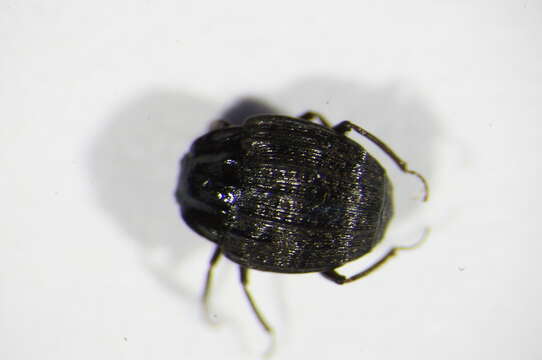 Onthophilus punctatus (O. F. Müller 1776) resmi