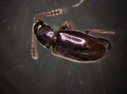 صورة Atomaria pulchra Erichson 1846