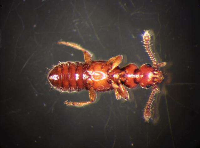 Image of Plectophloeus nitidus (Fairmaire 1858)