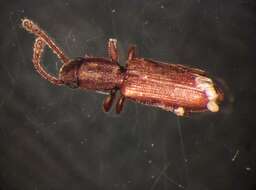 Image of Beetle