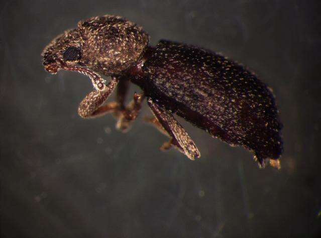 Image of <i>Coxelus pictus</i>