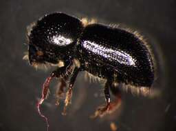 Image of Bark beetle