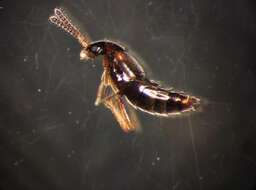 Image of Agaricochara