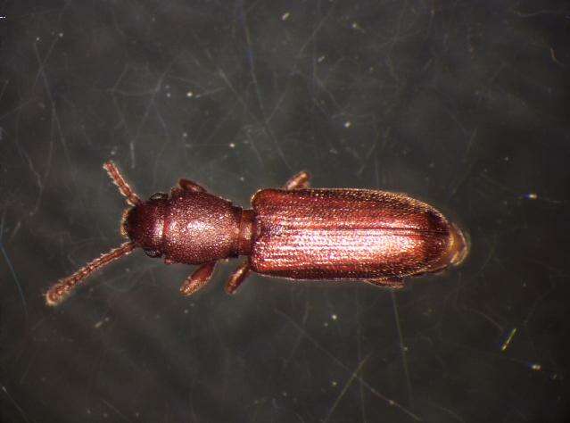 Image of Beetle