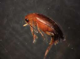 Image of <i>Anaspis lurida</i>