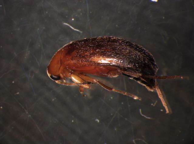 Image of <i>Anaspis lurida</i>