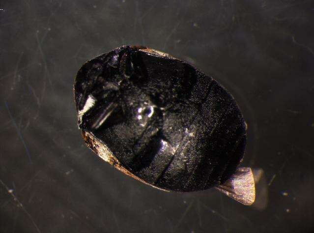 Image of Sacramento Anthicid Beetle