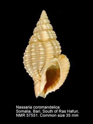 Image of Nassaria coromandelica E. A. Smith 1894