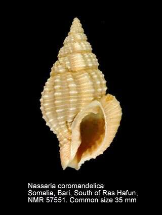 صورة Nassaria coromandelica E. A. Smith 1894